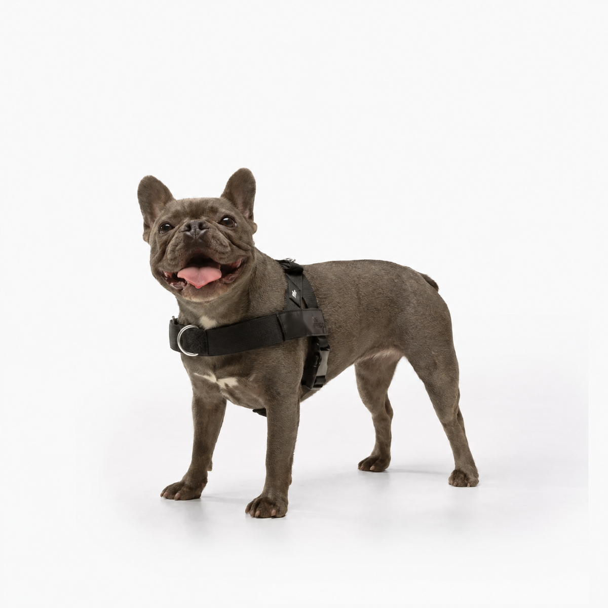DogHuella™ Arnés Antitirones Personalizado
